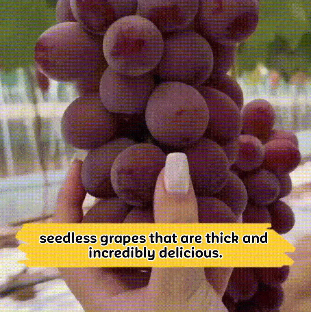 Uvas sin semillas