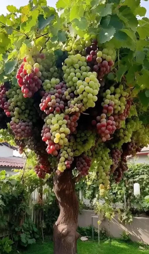 Cultivo de uvas