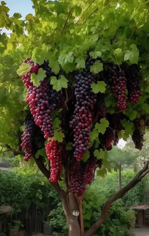 Uvas gigantes