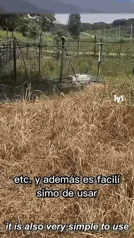 Terreno limpio con Cyclosinone