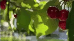 GIF Cereza
