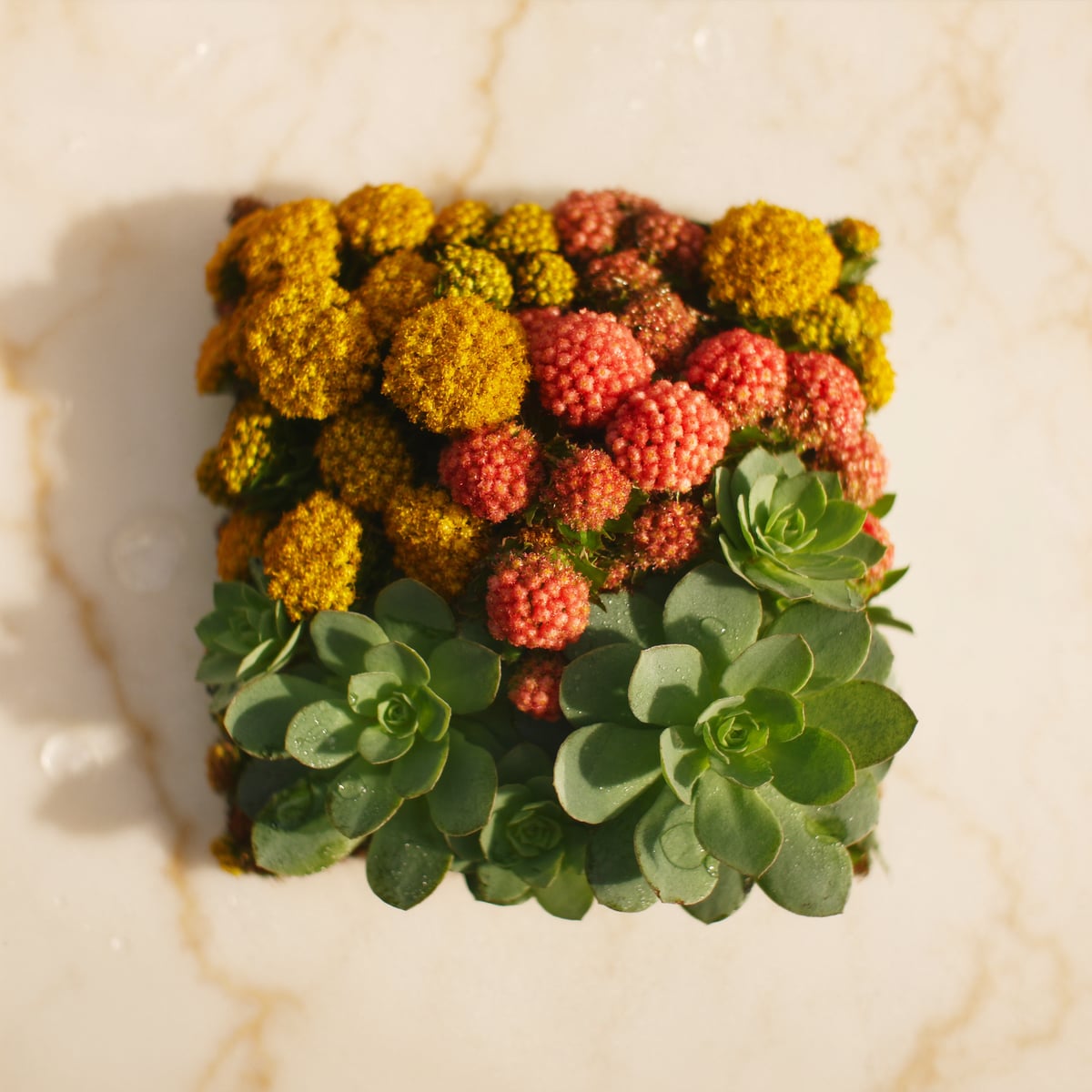 Rhodiola Rosea