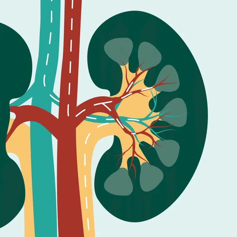 Función renal
