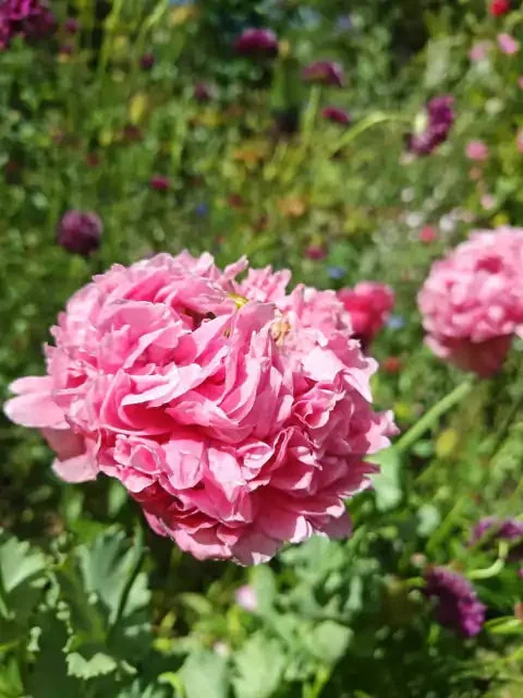 150 Semillas para Jardín Colorido