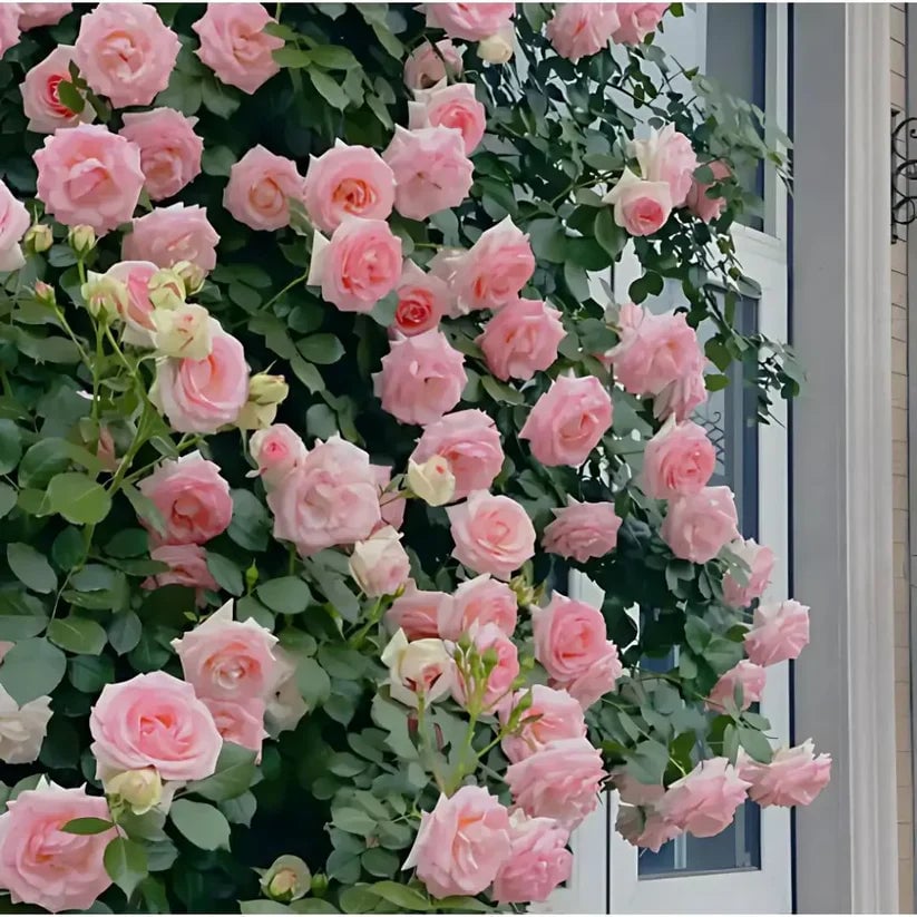 ULTIMAS UNIDADES – Semillas de Rosas Trepadoras X 100 Semillas aprox. (5gr.) + ENVÍO GRATIS