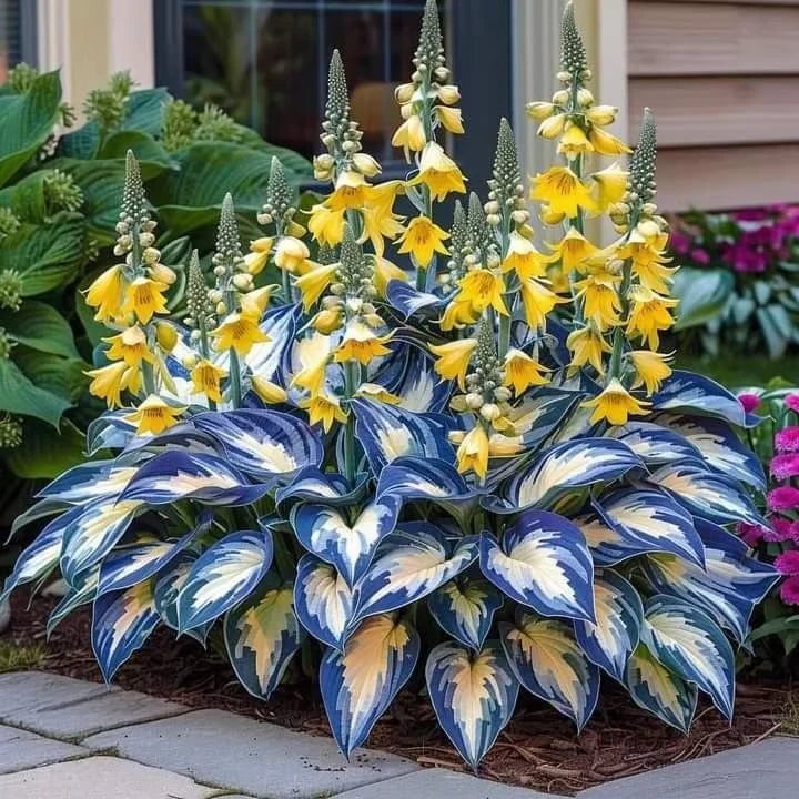 🌿Semillas de Hosta Coleus raras para jardines de sombra exuberantes