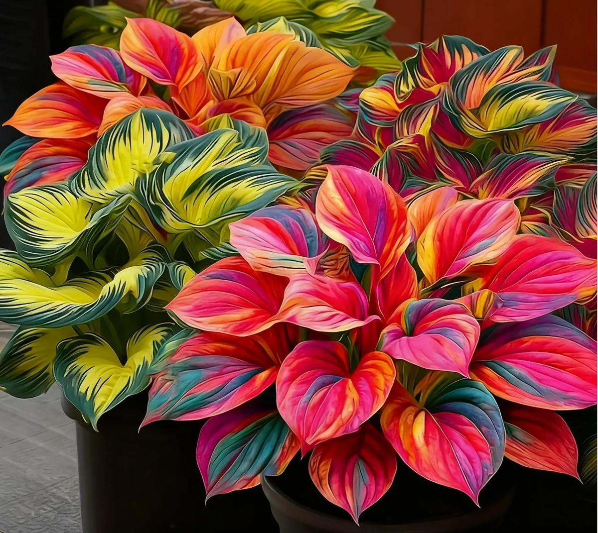 Hostas Rainbow Flame Edición Limitada