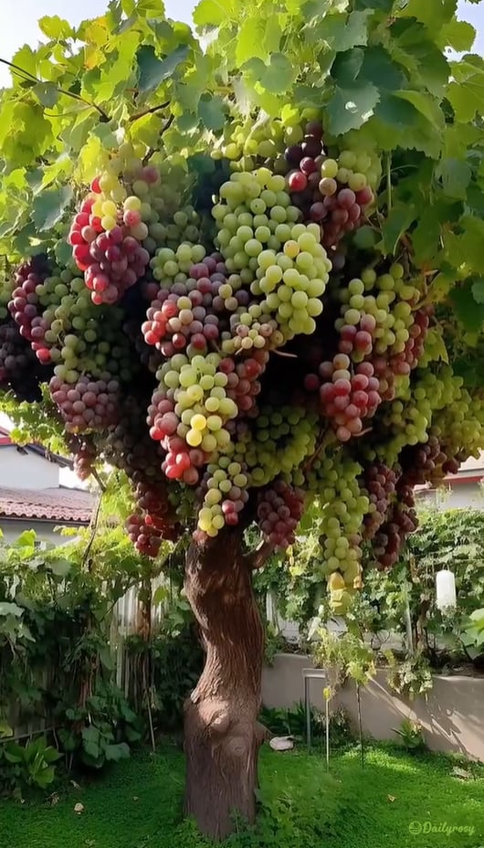🍇🌿 Uvas gigantes sin semillas – grandes, jugosas y deliciosas 🔥200 semillas