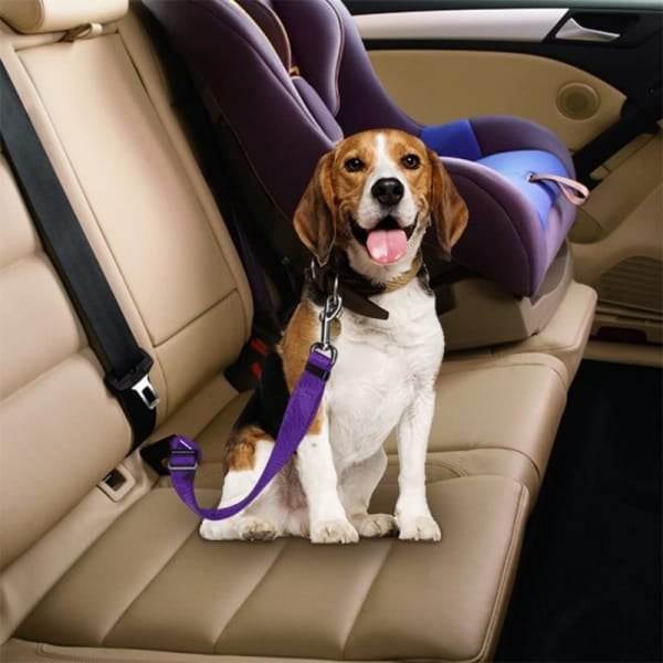 PawSafe* Cinturón de seguridad para perros//ENVIO GRATIS🔥