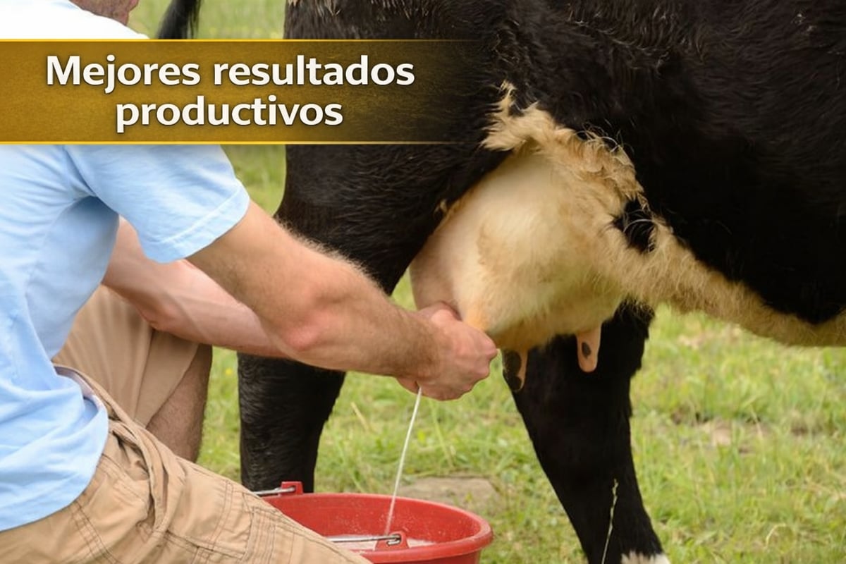 🌿Semillas de pasto hibrido Sudangrass Nutri-King 🐄🐑🐐🌱