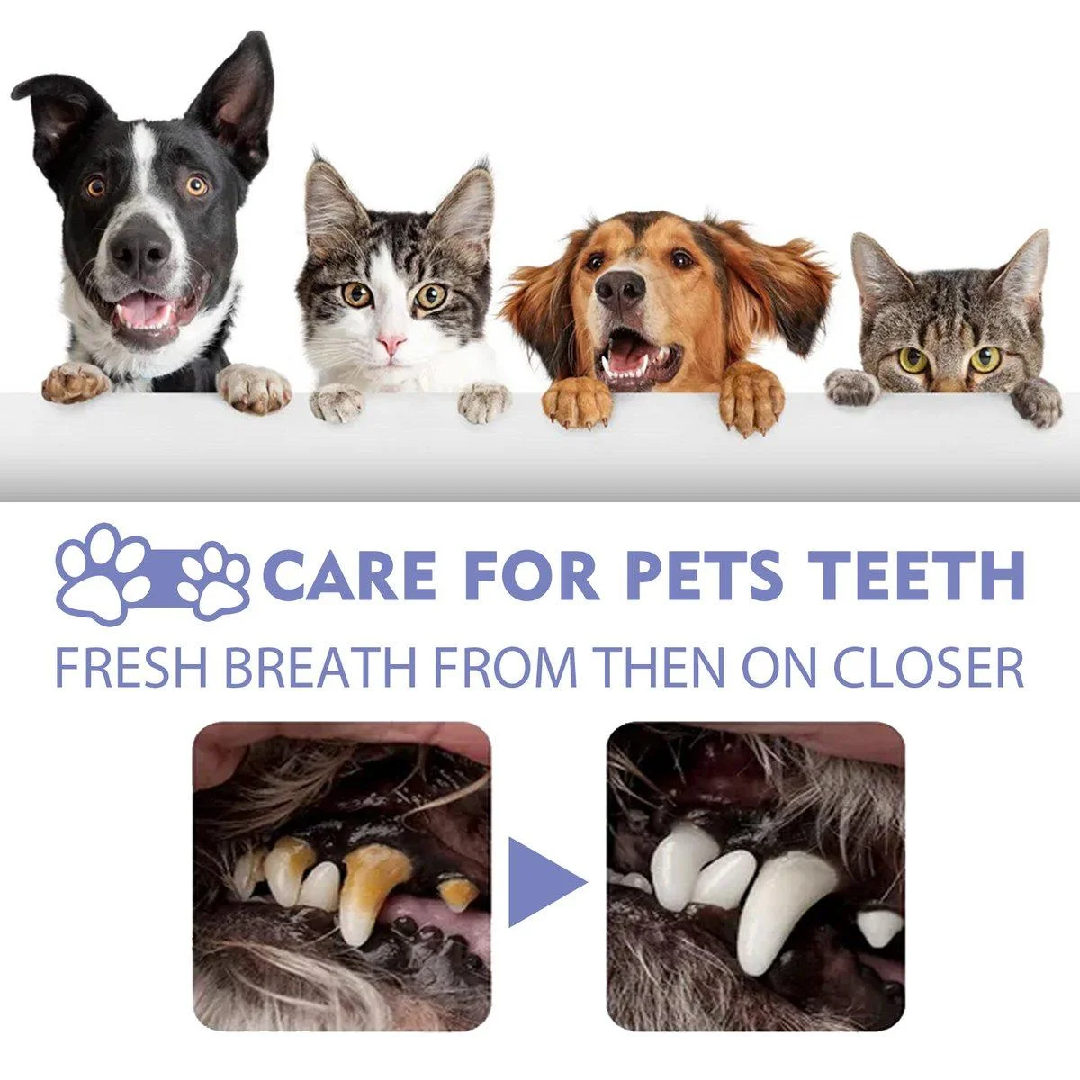 PROMOCIÓN ESPECIAL SOLO POR ESTA SEMANA 2X1 OralPet® Spray Oral Limpiador para Perros y Gatos🐱🐶