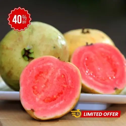 100 SEMILLAS DE TU ARBOL TROPICAL DE GUAYABA ROJA ORGANICA + GUIA PASO A PASO PARA CULTIVAR