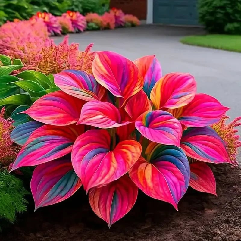 🌿Semillas de Hosta Coleus raras para jardines de sombra exuberantes