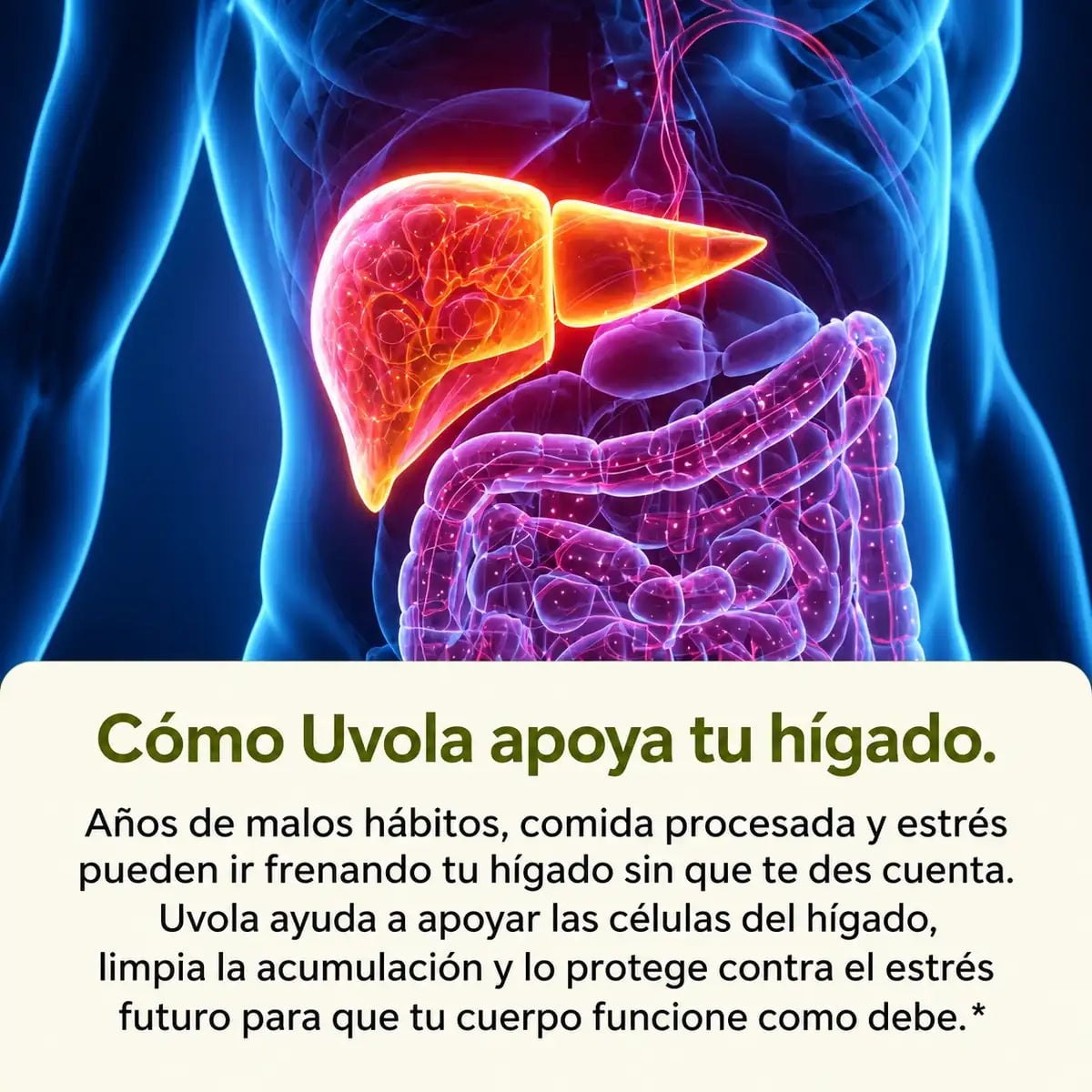 UVOLA — Apoyo hepático con cardo mariano