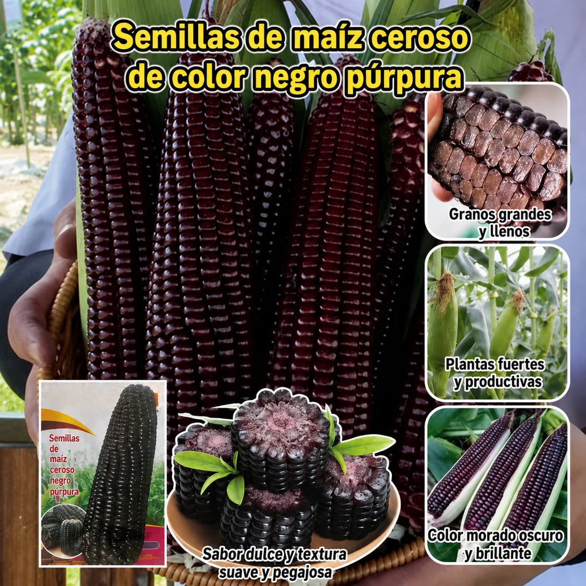 🌽💜 Semillas de Maíz Morado Dulce Premium (1000 Semillas)🌽