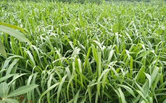 🌿Semillas de pasto hibrido Sudangrass Nutri-King 🐄🐑🐐🌱