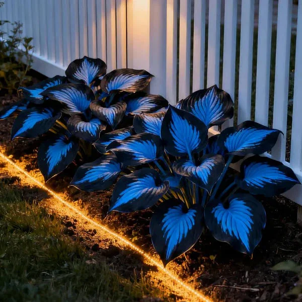 🌿Semillas de Hosta Coleus raras para jardines de sombra exuberantes💖 OFERTA 2X1
