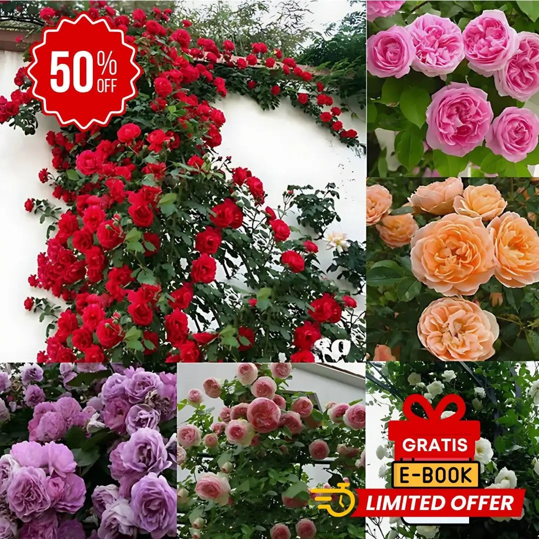 ULTIMAS UNIDADES – Semillas de Rosas Trepadoras X 100 Semillas aprox. (5gr.) + ENVÍO GRATIS