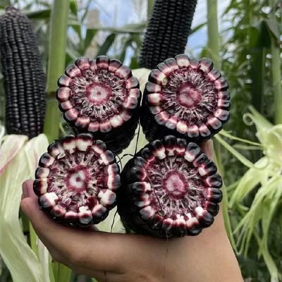 🌽💜 Semillas de Maíz Morado Dulce Premium (1000 Semillas)🌽