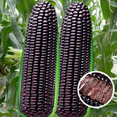 🌽💜 Semillas de Maíz Morado Dulce Premium (1000 Semillas)🌽