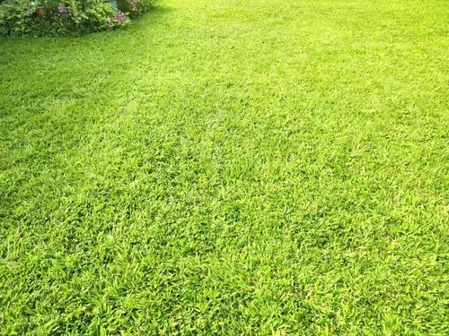 🌱 Semillas de Césped Enano Perenne 🌱(Bolsa 500 GR)¡Últimas Unidades! 🔥– ¡Crea tu Césped Perfecto!