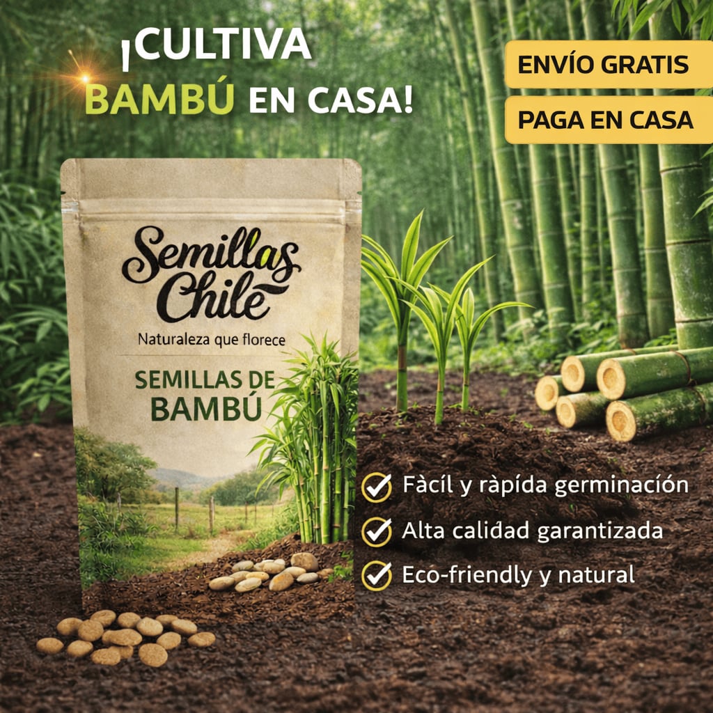 Semillas PREMIUM ciprés de bambú de la suerte (5 gramos) + ENVIO GRATIS