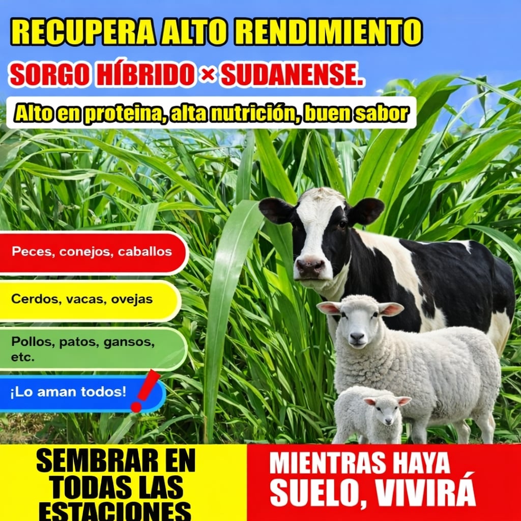 🌿Semillas de pasto hibrido Sudangrass Nutri-King 🐄🐑🐐🌱
