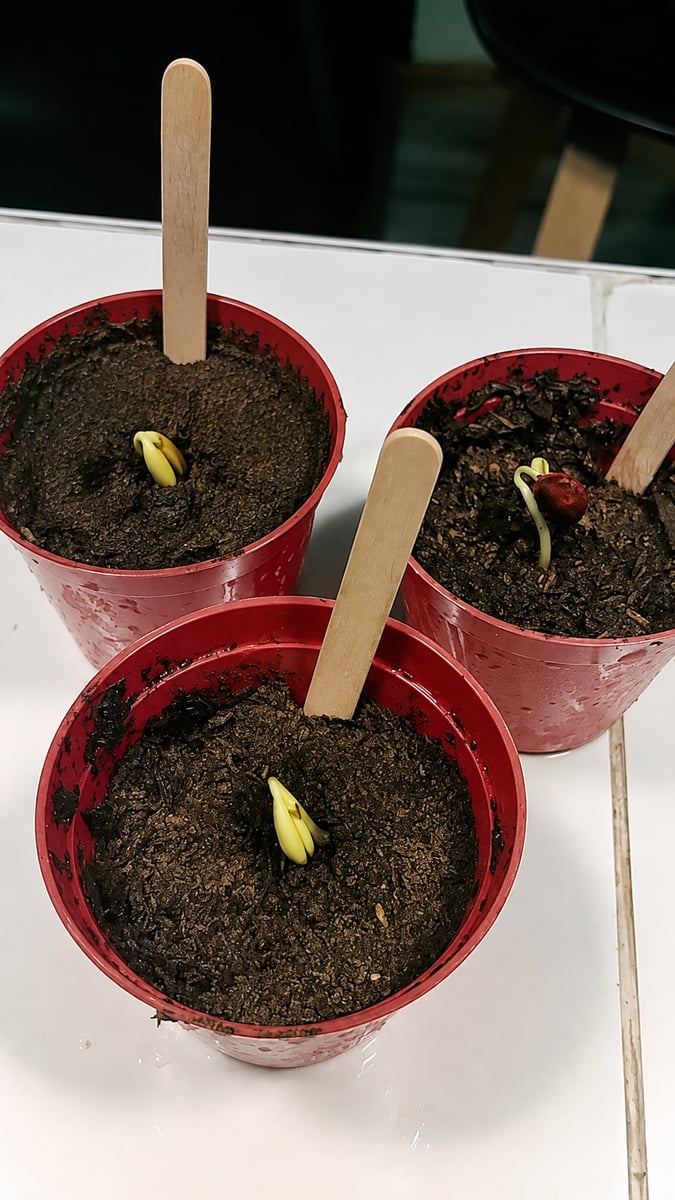Semillas de Cereza ¡El sueño de cosechar tus propias frutas en casa ya es posible! - Envío Gratis