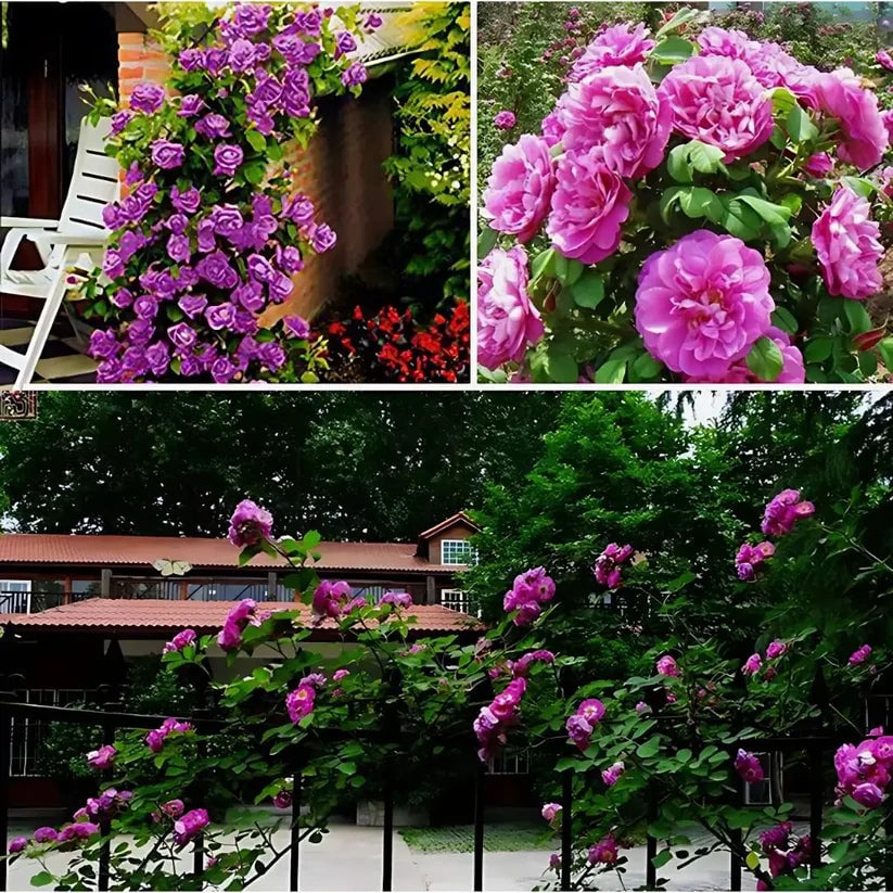 ULTIMAS UNIDADES – Semillas de Rosas Trepadoras X 100 Semillas aprox. (5gr.) + ENVÍO GRATIS