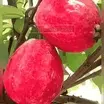 100 SEMILLAS DE TU ARBOL TROPICAL DE GUAYABA ROJA ORGANICA + GUIA PASO A PASO PARA CULTIVAR