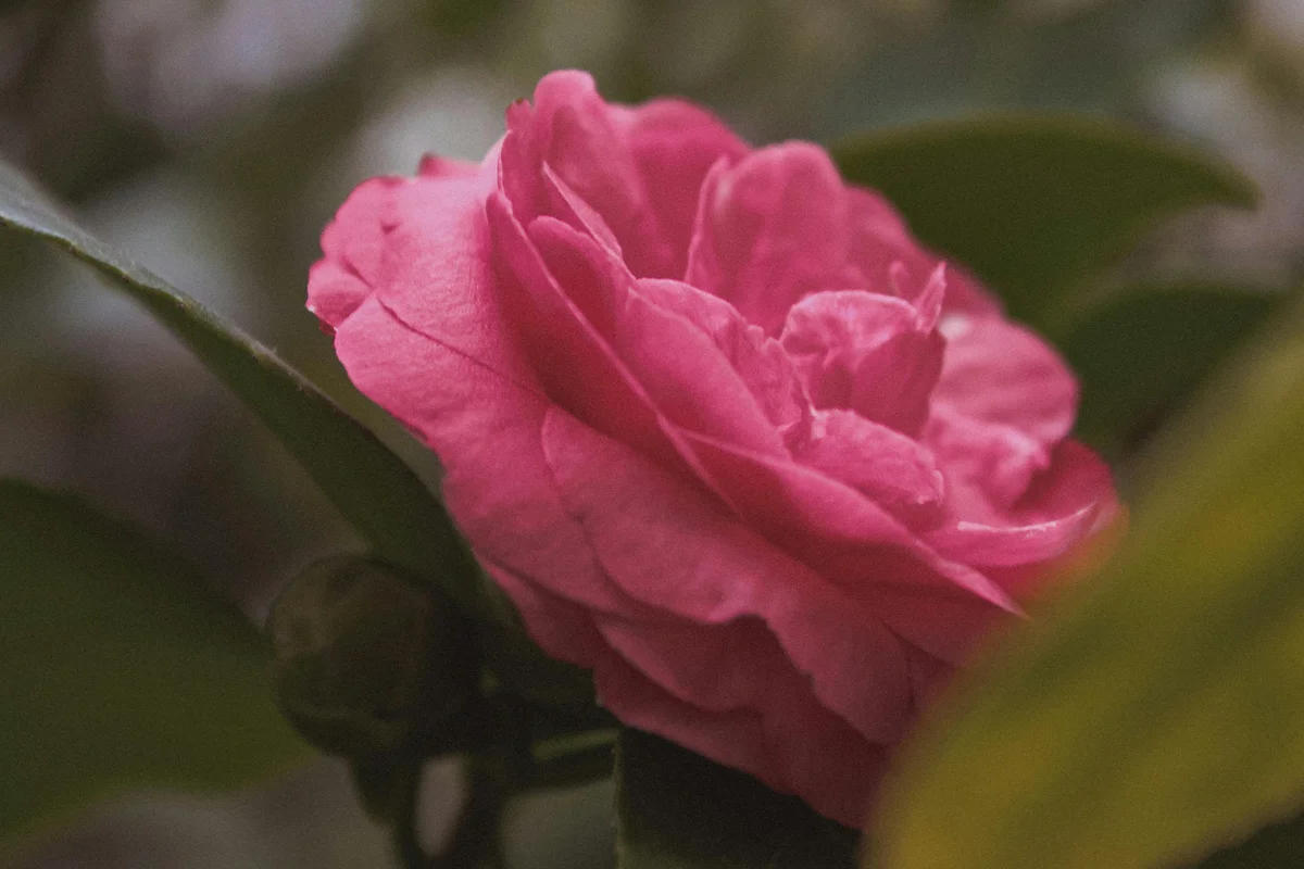 150 Semillas para Jardín Colorido