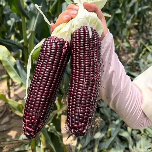 🌽💜 Semillas de Maíz Morado Dulce Premium (1000 Semillas)🌽